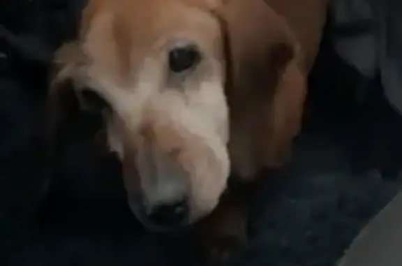 Chien blessé trouvé à Hestrus - photo