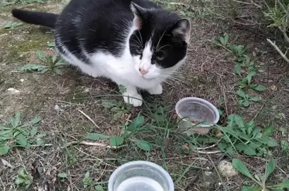 Chat sociable trouvé à Malves-en-Minervois - photo