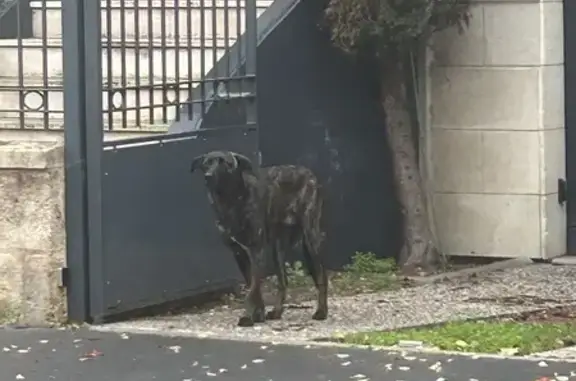 Chien errant rue Turenne pris en charge SPA - photo