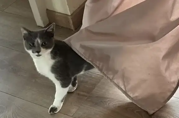 Chat perdu à Denain : Guizmo, 7 mois, gris/blanc - photo