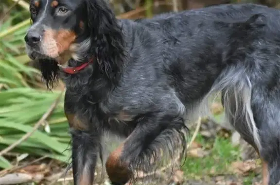 Animaux perdus , photo: Chienne setter perdue à Cherbourg