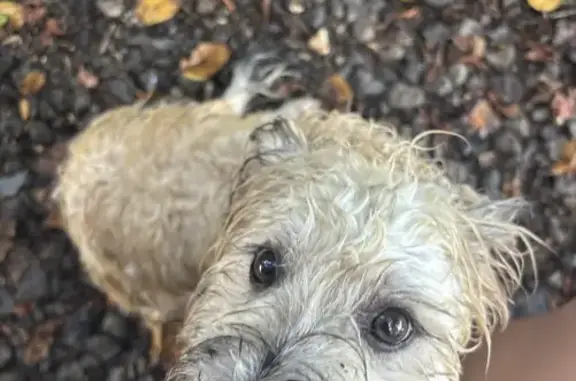 Bichon maltais mâle trouvé au Vauclin - photo