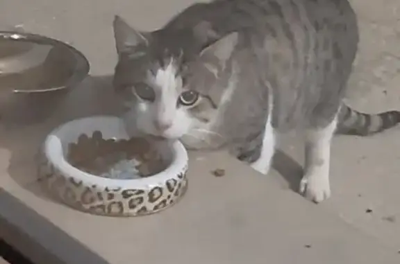 Chat tigré trouvé à Stuckange - photo
