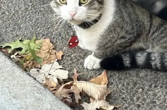 Lost Cat: Spider-Man Collar on Rosedale