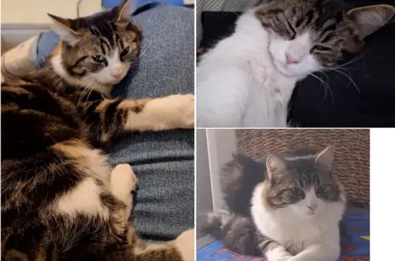 Animaux perdus Marseille Bompard, photo: Chatte tigrée blanche perdue à Marseille