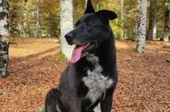 Chien trouvé en forêt près du Chatard - photo