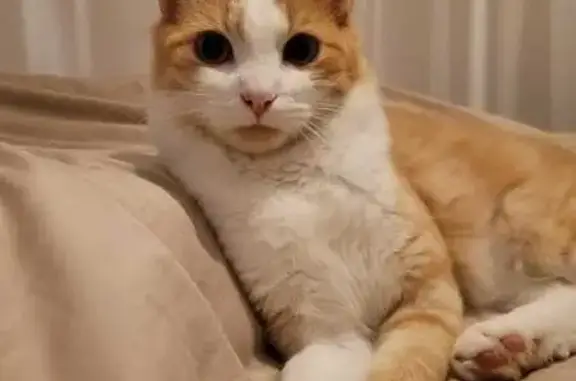 Animaux perdus Lille, photo: Chat roux et blanc perdu près de Ronchin
