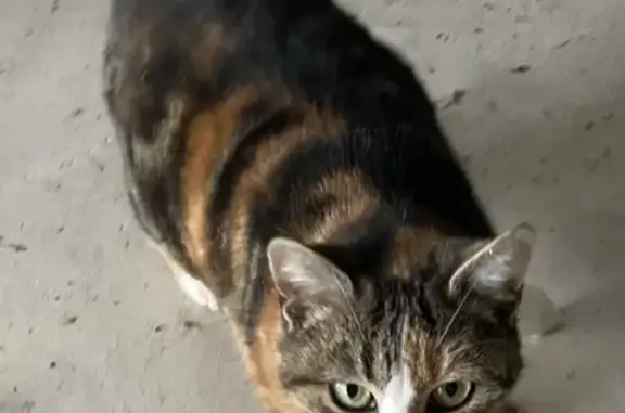 Animaux trouvés , photo: Chat calico trouvé à La Haye-d'Ectot