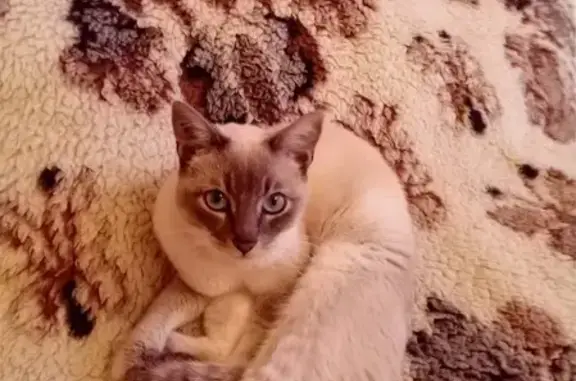 Chat perdu, , photo: Chat siamois beige/gris perdu 22/10
