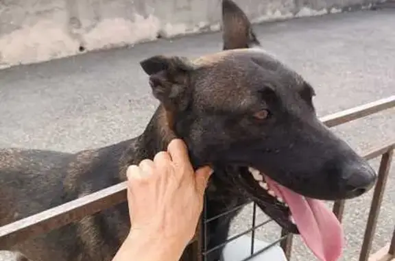 Chienne Malinois trouvée à Antibes - photo