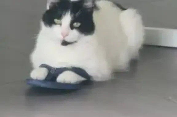 Chat perdu, Clérac, photo: Chatte peureuse disparue à Clérac