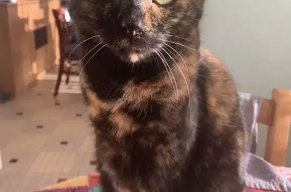 Chat perdu, La Turballe, photo: Chatte craintive perdue à La Turballe