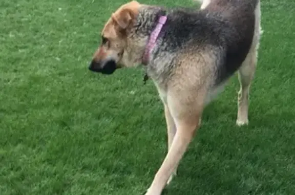 German Shephard, 6-7 years old. Friendly. She was wearing a pink collar with a phone number