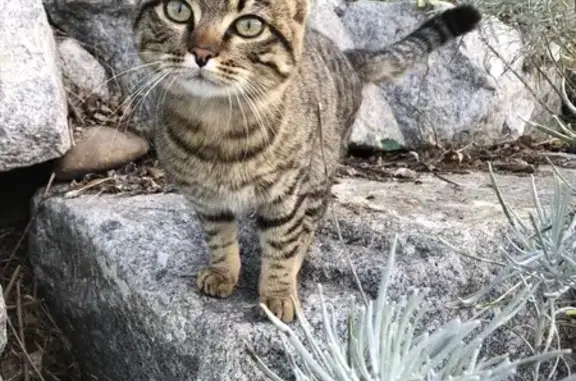 Chatte tigrée trouvée, blessée, câline - photo