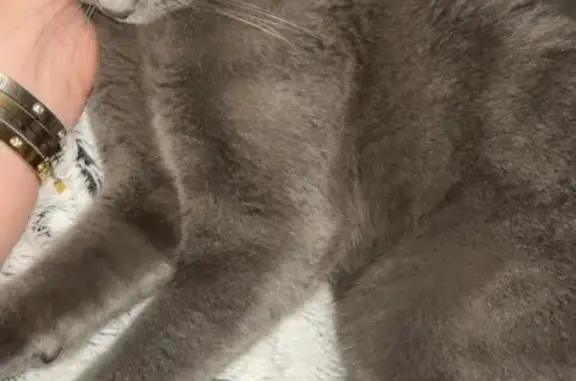 Chat trouvé Bron, photo: Chaton gris trouvé affamé à Bron
