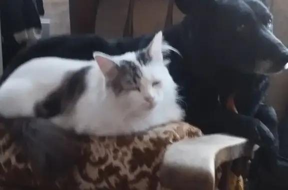 Chat perdu, , photo: Chat européen blanc/gris perdu à Lauzun