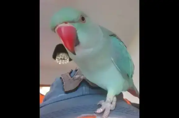 Lost Jade Blue Indian Ringneck Parrot