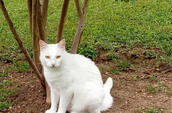 Animaux perdus , photo: Chat blanc perdu à Montagnole