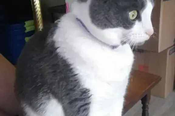 Missing Grey Cat: Purple Collar, Chipped