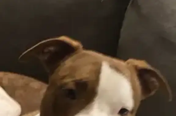 Chien roux et blanc perdu à La Laupie - photo