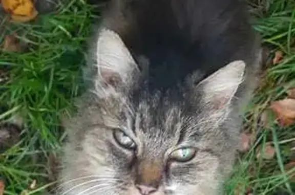 Chat trouvé Bouchemaine, photo: Chatte trouvée : poils longs bruns et crème