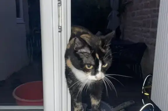 Chat trouvé rue d'Inkermann, queue coupée - photo