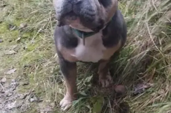 Chien perdu Lèves, photo : Chien gris perdu à Lèves, collier bleu
