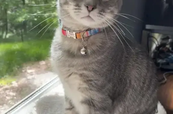 Missing: Friendly Gray Tabby in Athens