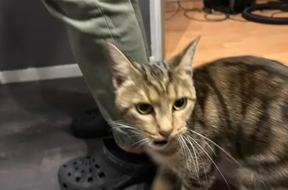 Chat femelle trouvée à Triel-sur-Seine - photo