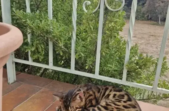 Chat perdu, Le Soler, photo: Chat Bengal marron disparu depuis le 16/10