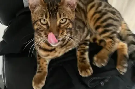 Bengal mâle marron perdu au Soler - photo