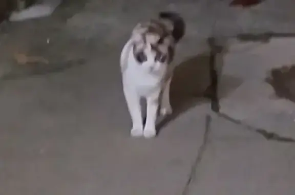 Chatte trouvée à Sassenage - photo