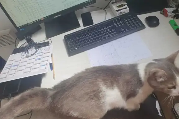 Animaux perdus Corbeil-Essonnes, photo: Molly, chatte grise-blanche perdue à Corbeil