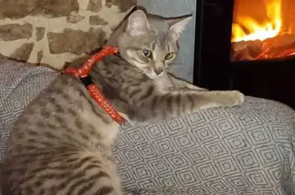 Animaux perdus , photo: Chatte grise perdue avec harnais rouge