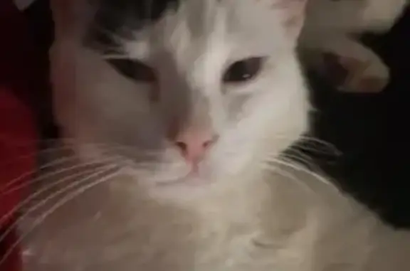 Chat perdu : mâle blanc/noir, 5kg, Mas-Grenier - photo