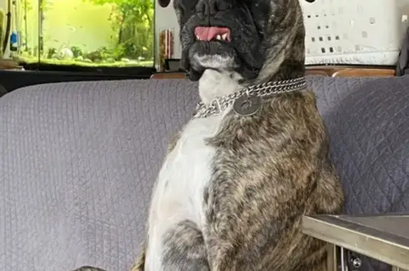 Chien perdu , photo : Boxer bringée perdue à Saint-Jean-Soleymieux