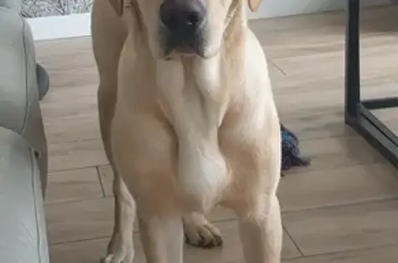 Chien perdu Phalempin, photo : Labrador sable perdu secteur Phalempin
