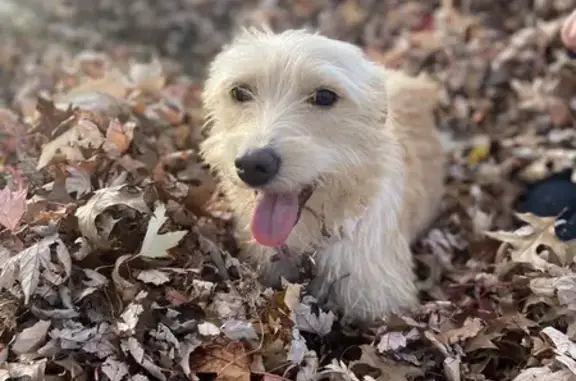 Lost Dog: Beige, Red Collar, Dimmick Rd