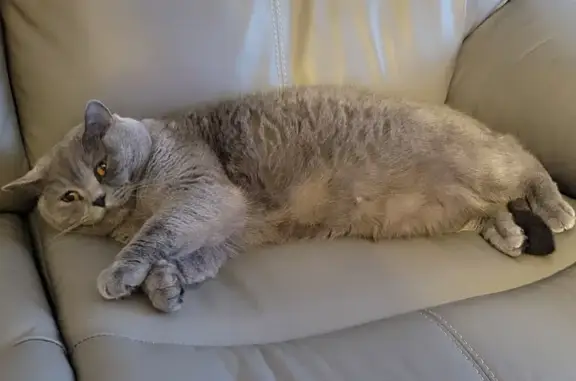 Missing Scottish Fold: Grey Female, 4