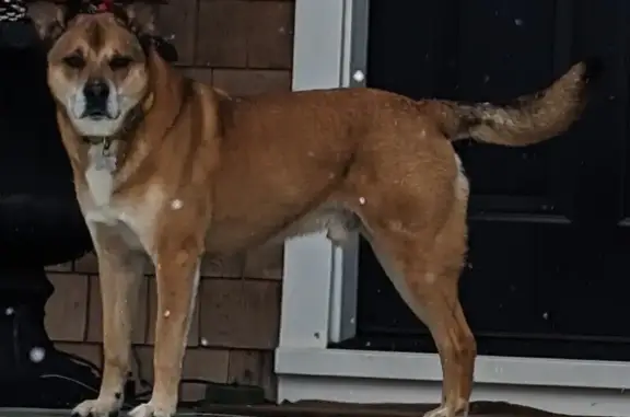 Lost Tan Dog: Amagansett Area