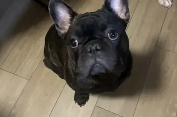 Lost French Bulldog: Sagecanyon Dr, Houston