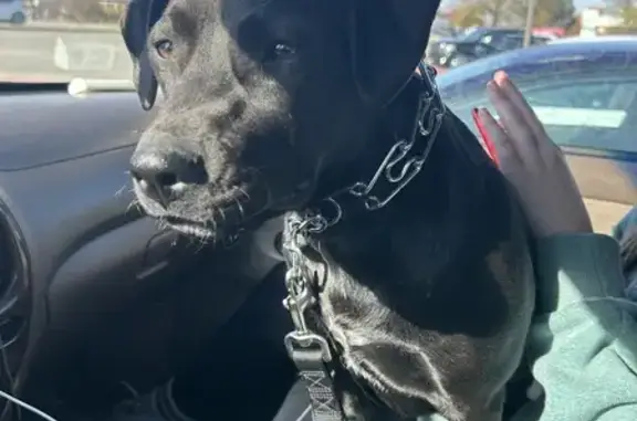 Lost Black Labrador Puppy on Diana Ave