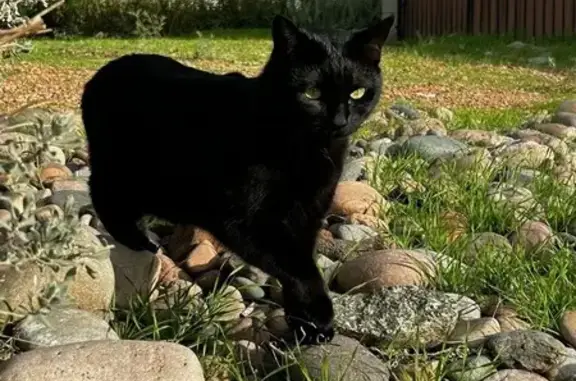 Lost Black Cat: Felicia - West Berridge