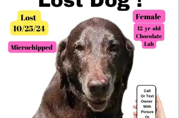 Lost Sweet Chocolate Lab near Dogwood