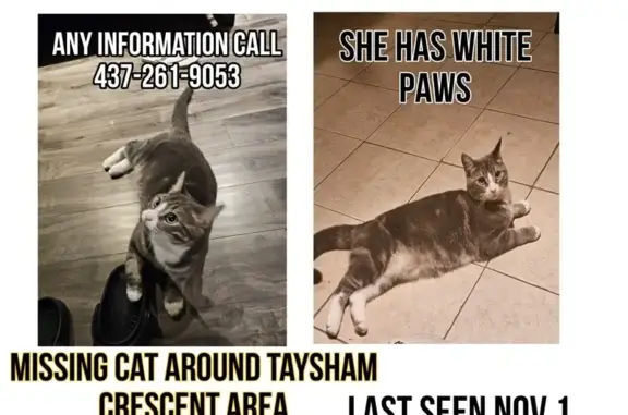 Missing Cat: Grey & White in T...