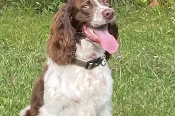 Springer mâle 4 ans enlevé à Ambès - photo