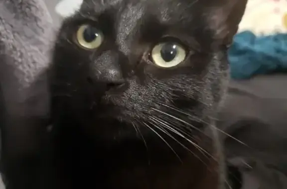 Chatte noire disparue à Vierzon - photo