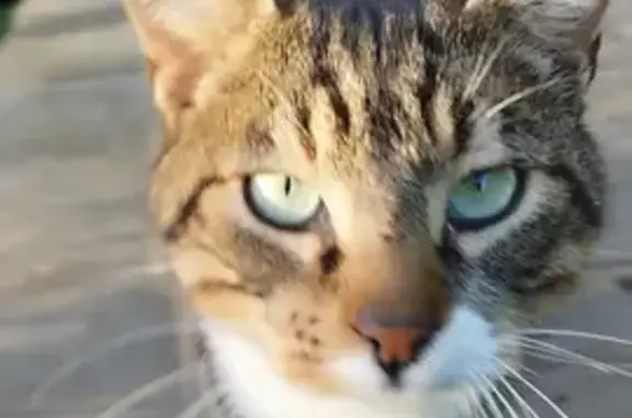 Chat trouvé Plouisy, photo: Chat mâle castré trouvé à Plouisy