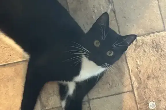 Lost Black & White Cat: Aj in Lynn