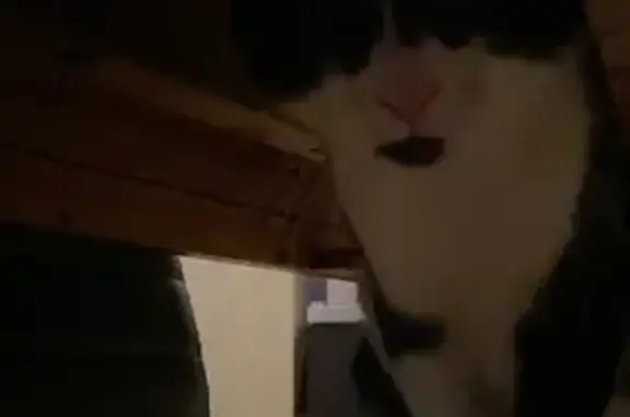 Animaux trouvés Séné, photo: Chat trouvé à Séné, Allée du Noroit